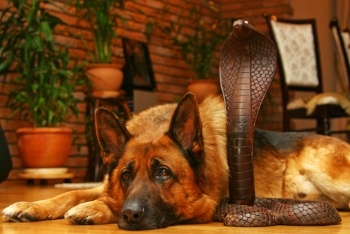 Dog-wooden-cobra-snake.jpg Dog-wooden-cobra-snake.jpg