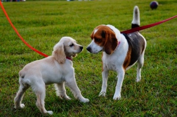 Dogs on leash nose to nose