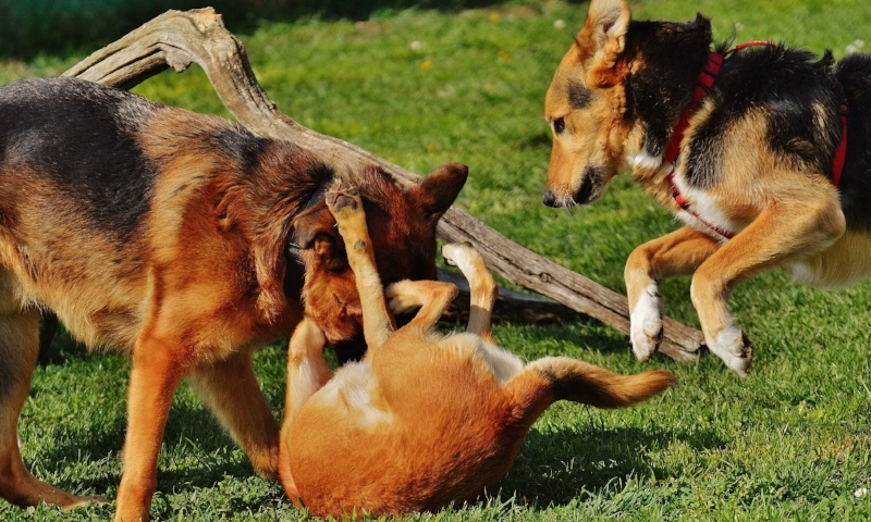Dogs wrestling in the park
