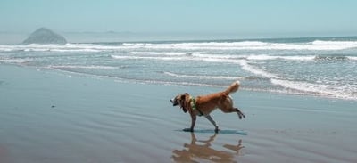 Dog running at the beach