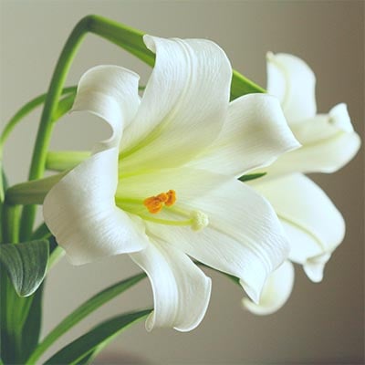 Easter Lily_Asiatic