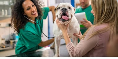 English Bulldog being examined at the vet