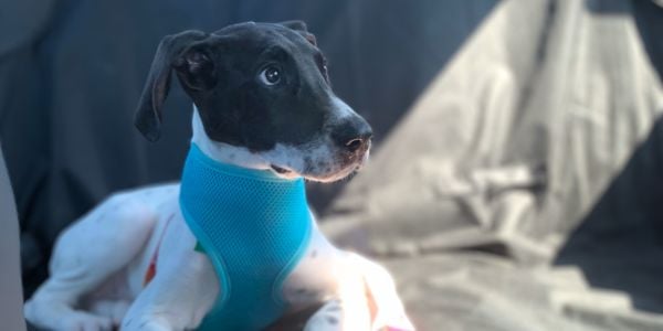 Eva Great Dane puppy wearing a harness in the car