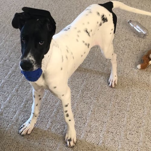 Eva Great Dane puppy with toy in her mouth-PV