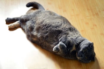 Fat cat with liver disease