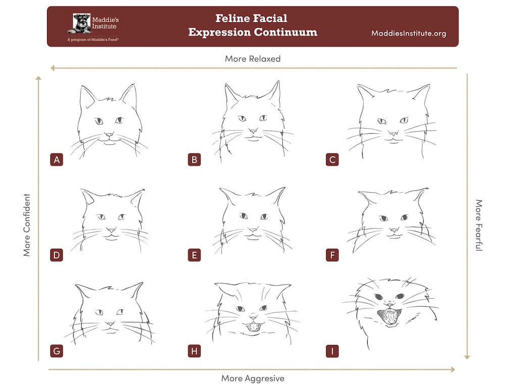 Feline Facial Expressions Maddies Fund