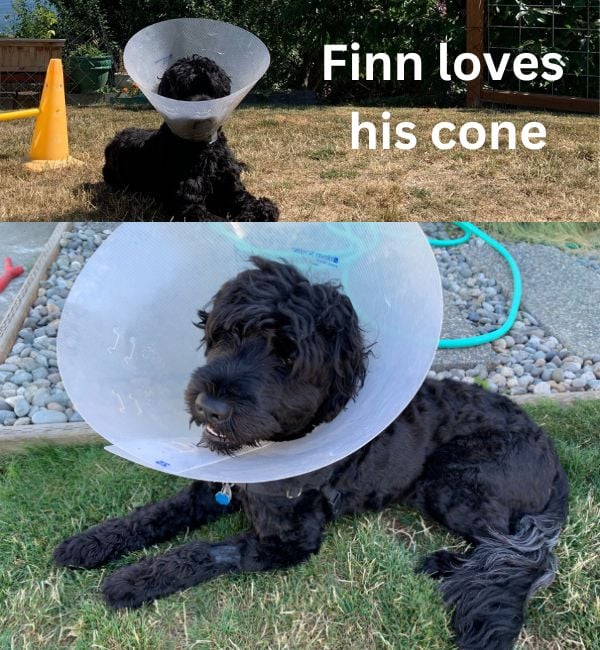 Finn loves his cone