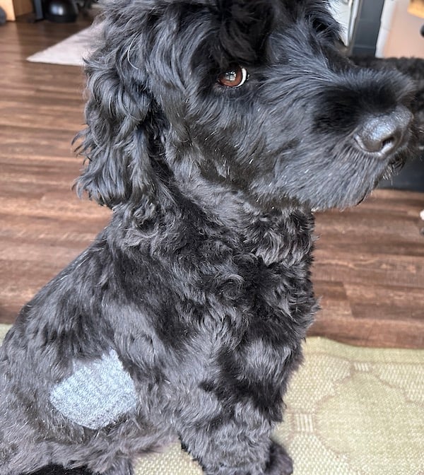 Finnegan environmental allergy test patch