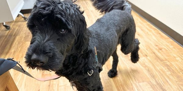 Finnegan dog limping at the vet hospital