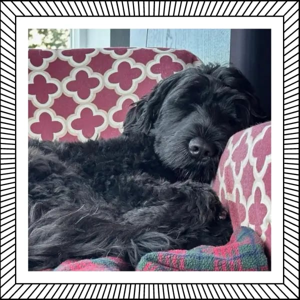 Finnegan napping