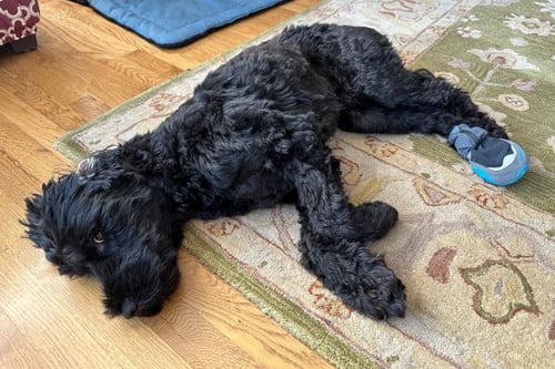 Finnegan wearing a dog boot after paw injury