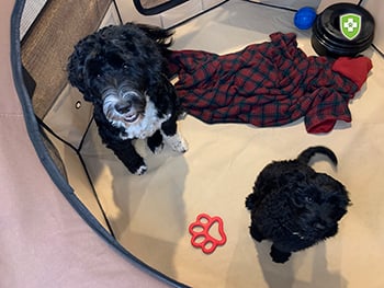 puppy and adult dog sitting in their playpen area