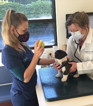 Fozzie Bear puppy first visit to vet with toppl