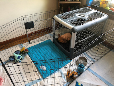 Playpen and crate training a puppy