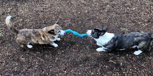 Fozzie and Sookie playing tug with west paw bumi toy