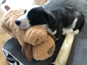 Fozzie with Snuggle Puppy