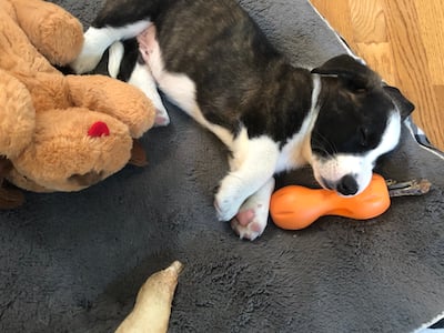 Fozzie with his Qwizl bully stick