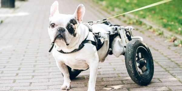 French Bulldog using dog wheelchair