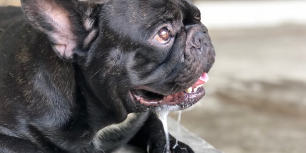 French bulldog suffering from the signs of heat stroke