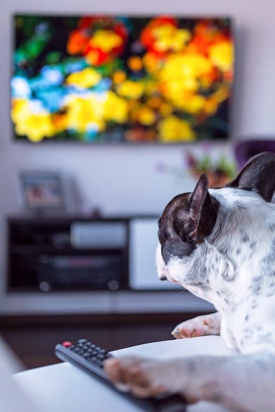 https://www.preventivevet.com/hs-fs/hubfs/Frenchie%20watching%20dog%20tv%20400%20shutterstock.jpg?width=400&height=600&name=Frenchie%20watching%20dog%20tv%20400%20shutterstock.jpg