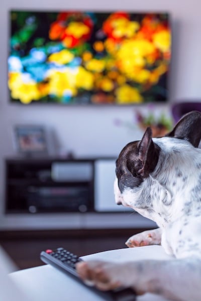 Frenchie watching dog tv