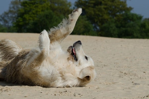 dog-beach-sun