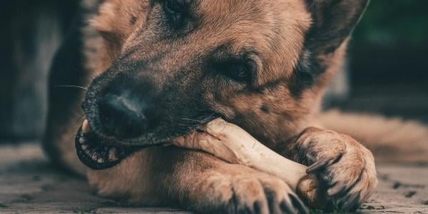 German Shepherd chewing on dog chew