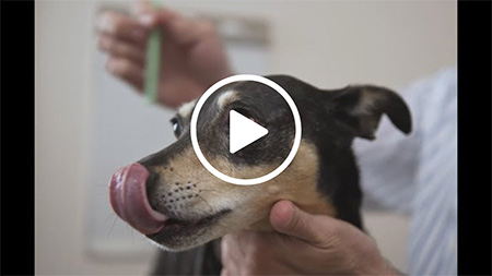 Getting dog used to teeth brushing