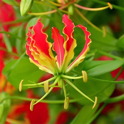 Gloriosa Lily