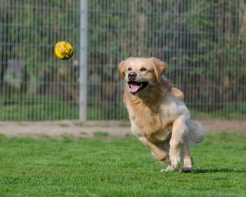 Golden Retriever Chasing Ball Enclosed Outdoor Space