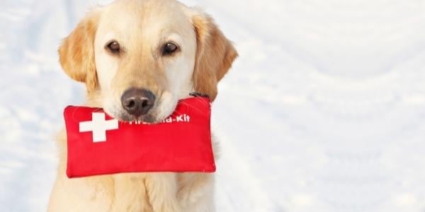 Golden Retriever holding first aid kit in mouth