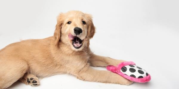 Golden Retriever puppy chewing on slipper