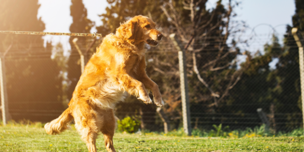 Golden retriever dog lunging at end of leash