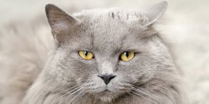 dicas para escovar o seu gato