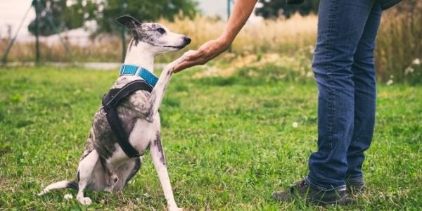 Grey and white whippet offering shake cue dog training
