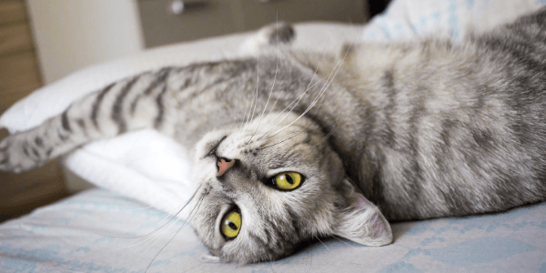 Grey cat laying on pillow and stretching