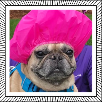 Handsome Marshall in a shower cap