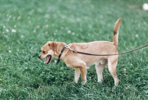 Happy dog on leash outside