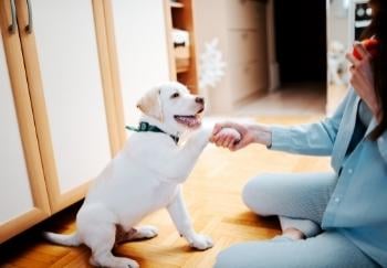 Happy yellow lab puppy shaking owners hand with paw 350 canva