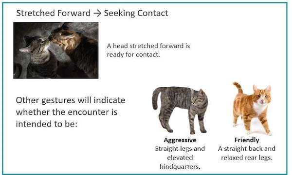 Decoding Cat Body Language