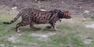 Decoding Feline Fury: Understanding Cat Aggression Toward Humans