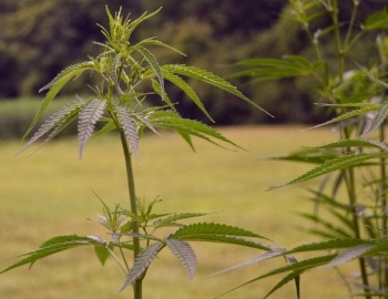 Hemp plant