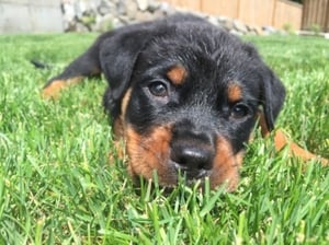 Henry-puppy-lying-outside