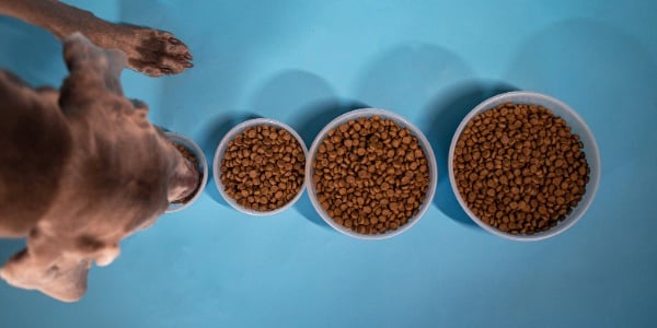 How often should you feed your dog