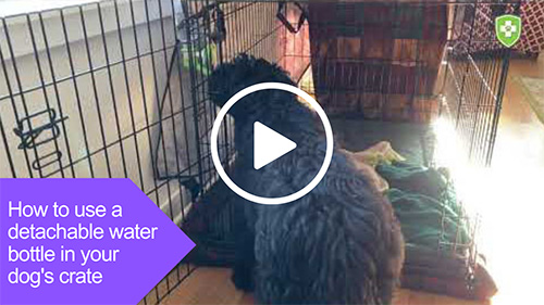 Dog using a detachable water bottle in his crate