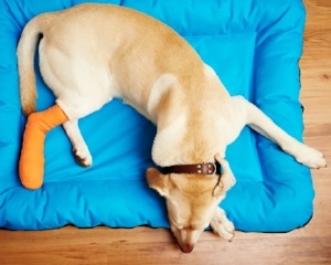 dog lying down with a bandaged leg