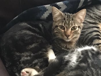 Barry the kitten