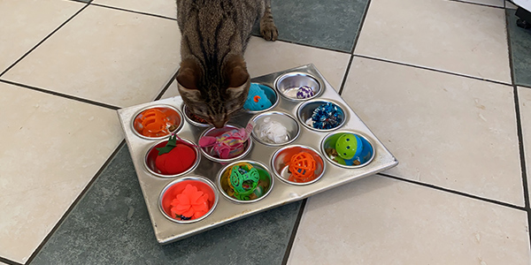 DIY Muffin Tin Cat Feeder
