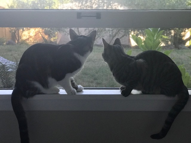 how to get new cats to like each other