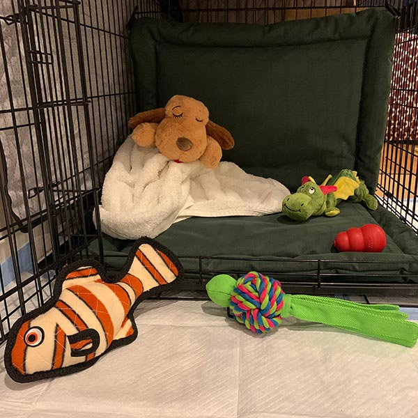 Image showcasing Crate Training Your Puppy at Night | Preventive Vet